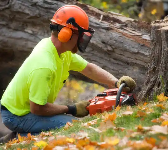 tree services Mounds View